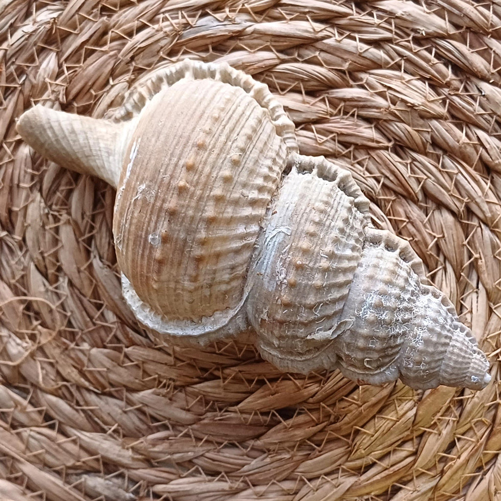 CAL Häkelschrift lernen + Tunika "Muschelsammlerin" häkeln Set 6 (Fusitriton, Original)