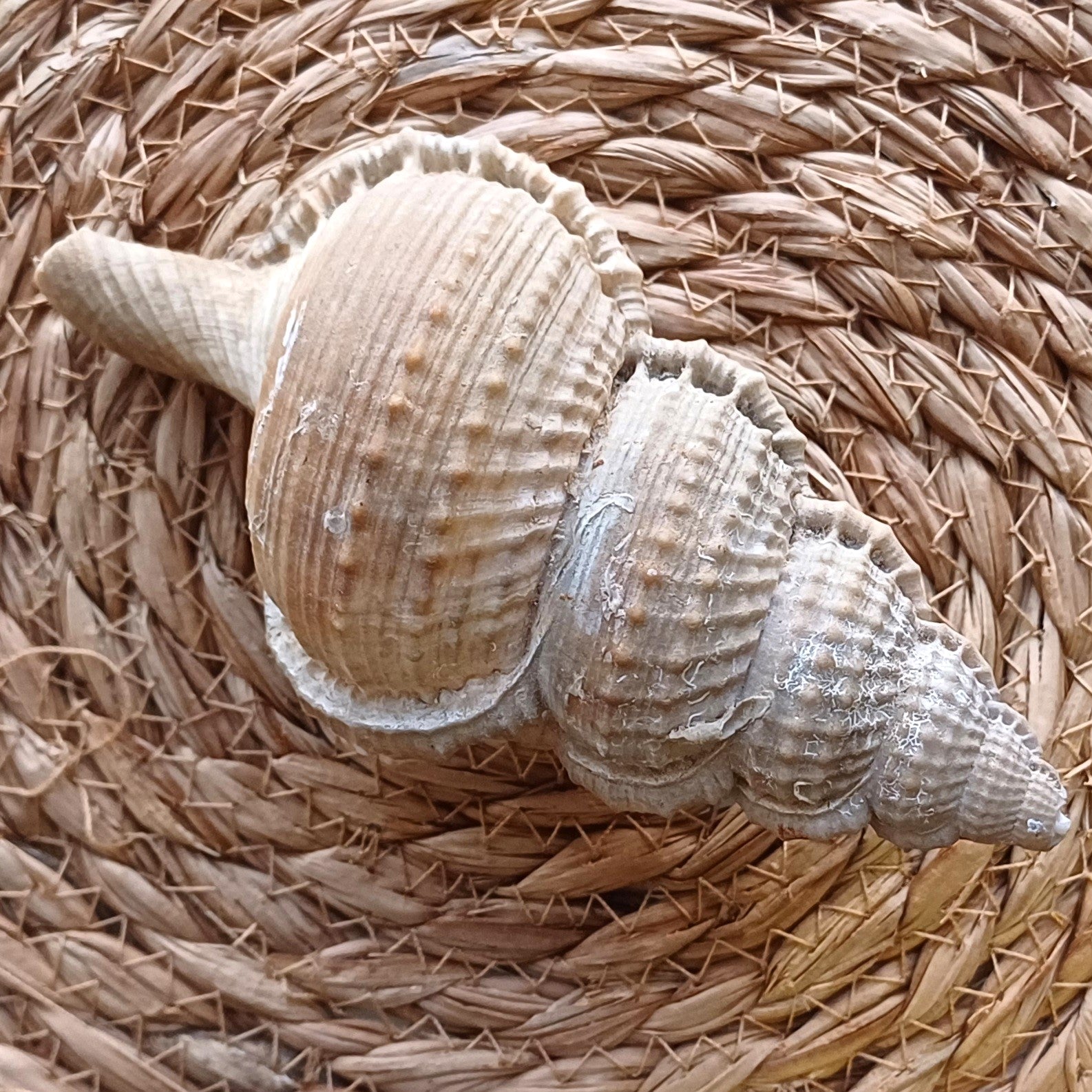 CAL Häkelschrift lernen + Tunika "Muschelsammlerin" häkeln Set 6 (Fusitriton, Original)